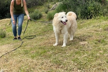 POSEIDONE, Hund, Maremmano-Mix in Italien - Bild 2
