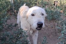 POSEIDONE, Hund, Maremmano-Mix in Italien - Bild 20