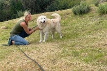 POSEIDONE, Hund, Maremmano-Mix in Italien - Bild 3