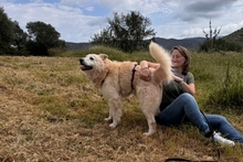 POSEIDONE, Hund, Maremmano-Mix in Italien - Bild 4