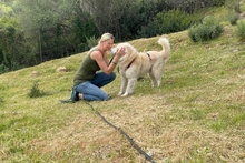 POSEIDONE, Hund, Maremmano-Mix in Italien - Bild 5