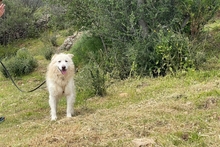 POSEIDONE, Hund, Maremmano-Mix in Italien - Bild 6