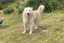 POSEIDONE, Hund, Maremmano-Mix in Italien - Bild 7