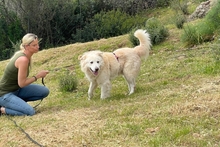 POSEIDONE, Hund, Maremmano-Mix in Italien - Bild 8