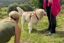 POSEIDONE, Hund, Maremmano-Mix in Italien - Bild 9