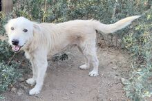 POSEIDONE, Hund, Pastore Maremmano Abruzzese-Mix in Italien - Bild 10