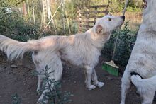 POSEIDONE, Hund, Pastore Maremmano Abruzzese-Mix in Italien - Bild 5