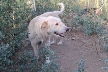 POSEIDONE, Hund, Pastore Maremmano Abruzzese-Mix in Italien - Bild 6