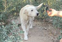 POSEIDONE, Hund, Pastore Maremmano Abruzzese-Mix in Italien - Bild 8