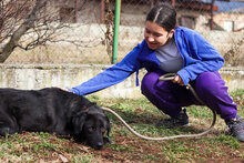 ARTHUR, Hund, Mischlingshund in Bulgarien - Bild 3