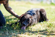 ARTHUR, Hund, Mischlingshund in Bulgarien - Bild 4