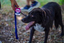 ARTHUR, Hund, Mischlingshund in Bulgarien - Bild 5