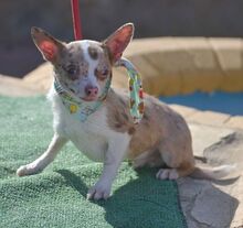 MAYKO, Hund, Chihuahua in Thiersheim - Bild 2