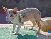 MAYKO, Hund, Chihuahua in Thiersheim - Bild 3