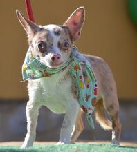 MAYKO, Hund, Chihuahua in Thiersheim - Bild 4