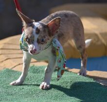 MAYKO, Hund, Chihuahua in Thiersheim - Bild 5