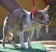 MAYKO, Hund, Chihuahua in Thiersheim - Bild 6