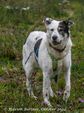 OKI EHEMALS DAVE, Hund, Deutscher Schäferhund-Collie-Mix in Egelsbach - Bild 1