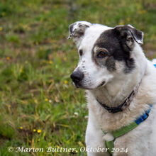 OKI EHEMALS DAVE, Hund, Deutscher Schäferhund-Collie-Mix in Egelsbach - Bild 2