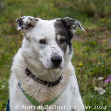 OKI EHEMALS DAVE, Hund, Deutscher Schäferhund-Collie-Mix in Egelsbach - Bild 3