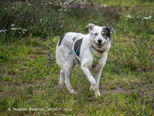 OKI EHEMALS DAVE, Hund, Deutscher Schäferhund-Collie-Mix in Egelsbach - Bild 4