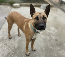 KIOTO, Hund, Malinois-Mix in Spanien - Bild 1