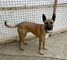 KIOTO, Hund, Malinois-Mix in Spanien - Bild 2