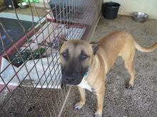 KIOTO, Hund, Malinois-Mix in Spanien - Bild 3