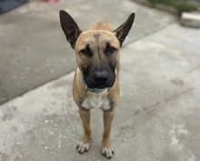 KIOTO, Hund, Malinois-Mix in Spanien - Bild 4