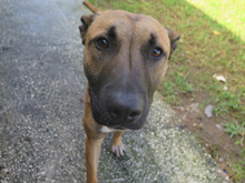 KIOTO, Hund, Malinois-Mix in Spanien - Bild 5