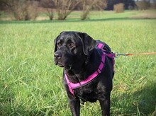 BIANCA, Hund, Labrador Retriever in Utting - Bild 1