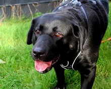 BIANCA, Hund, Labrador Retriever in Utting - Bild 2