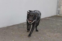 BIANCA, Hund, Labrador Retriever in Utting - Bild 3