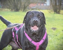 BIANCA, Hund, Labrador Retriever in Utting - Bild 4