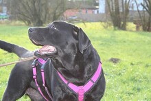 BIANCA, Hund, Labrador Retriever in Utting - Bild 5