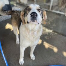 CHEDDAR, Hund, Mastin Español-Mix in Spanien - Bild 2