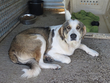 CHEDDAR, Hund, Mastin Español-Mix in Spanien - Bild 3