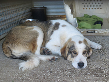 CHEDDAR, Hund, Mastin Español-Mix in Spanien - Bild 6