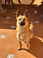 ZUKI, Hund, Malinois-Mix in Spanien - Bild 1