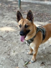 ZUKI, Hund, Malinois-Mix in Spanien - Bild 2