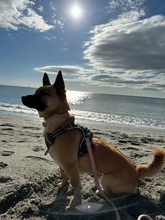 ZUKI, Hund, Malinois-Mix in Spanien - Bild 3