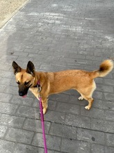 ZUKI, Hund, Malinois-Mix in Spanien - Bild 4