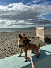 ZUKI, Hund, Malinois-Mix in Spanien - Bild 5