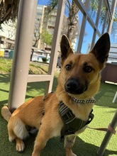 ZUKI, Hund, Malinois-Mix in Spanien - Bild 6