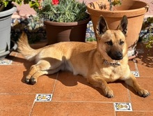 ZUKI, Hund, Malinois-Mix in Spanien - Bild 7