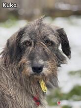 KUKA, Hund, Mischlingshund in Donzdorf - Bild 1