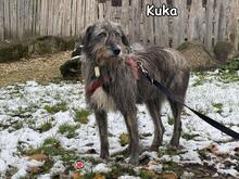 KUKA, Hund, Mischlingshund in Donzdorf - Bild 2