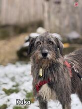 KUKA, Hund, Mischlingshund in Donzdorf - Bild 3