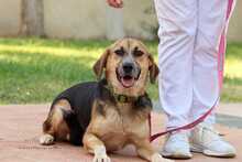 RONIA, Hund, Mischlingshund in Griechenland - Bild 1