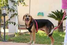 RONIA, Hund, Mischlingshund in Griechenland - Bild 2